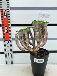 9480 「多肉植物」ユーフォルビア ギラウミニアナ 植え【Euphorbia guillauminiana・発根・発芽開始・購入でパキプス種子プレゼント】