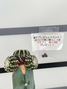 8572 「接ぎ木サボテン」詳細品種不明株 植え【発根・美株・多肉植物・購入でパキプス種子プレゼント】