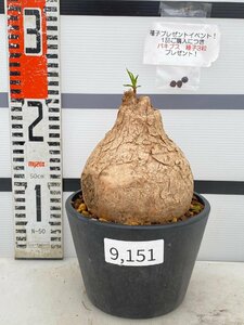 9151 「多肉植物」ユーフォルビア トリカデニア 植え【発根未確認・Euphorbia trichadenia・芽吹き・購入でパキプス種子プレゼント】