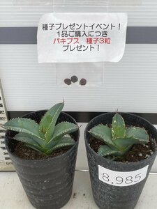 8985 「多肉植物」アガベ　ホワイトアイス 2株セット【発根・子株・agave white ice・購入でパキプス種子プレゼント】