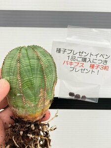 9452 「多肉植物」ユーフォルビア　オベサ　抜き苗【極上特選大株・畑地植え株・Euphorbia obesa・購入でパキプス種子プレゼント】