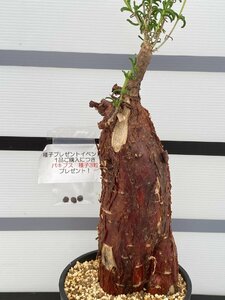 9189 「塊根植物」メストクレマ 植え【美株・多肉植物・Mestoklema・発根未確認・購入でパキプス種子プレゼント】