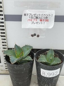 8992 「多肉植物」アガベ　ホワイトアイス 2株セット【発根・子株・agave white ice・購入でパキプス種子プレゼント】