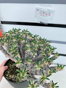 9463 「多肉植物」ユーフォルビア ギラウミニアナ　大 植え【Euphorbia guillauminiana・発根・発芽開始・購入でパキプス種子プレゼント】