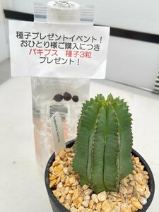 8463 「多肉植物I」ユーフォルビア ホリダ　植え【発根・Euphorbia horrida ・購入でパキプス種子プレゼント】