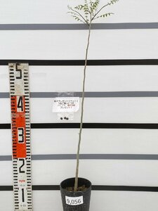 9056 「実生」コミフォラSP　マダガスカル産種子株【発根・commiphora・塊根植物・購入でパキプス種子プレゼント】