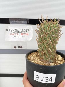 9134 「多肉植物」ユーフォルビア スコエンランディ【発根未確認・Euphorbia schoenlandii・闘牛角・購入でパキプス種子プレゼント】