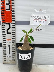 9162 「多肉植物】ユーフォルビア フィッシュスケール 植え【発芽・発根未確認・Euphorbia fish bone・購入でパキプス種子プレゼント】