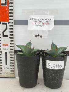 8986 「多肉植物」アガベ　ホワイトアイス 2株セット【発根・子株・agave white ice・購入でパキプス種子プレゼント】