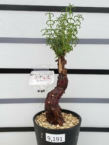 9191 「塊根植物」メストクレマ 植え【美株・多肉植物・Mestoklema・発根未確認・購入でパキプス種子プレゼント】