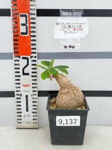 9137 「多肉植物」ユーフォルビア プリムリフォリア 植え【発根未確認・Euphorbia primulifolia・塊根・購入でパキプス種子プレゼント】