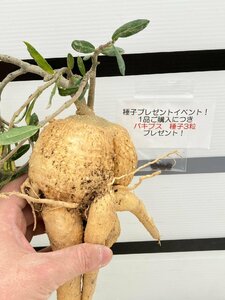 9549 「実生」フォッケア クリスパ 抜き苗【・畑に地植え株・Fockea capensis・crispa・購入でパキプス種子プレゼント】