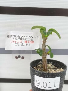 9011 「実生」パキポディウム ウィンゾリ 【種から発芽・発根・Pachypodium windsorii・塊根植物・購入でパキプス種子プレゼント】