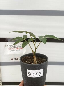 9052 「実生」キフォステンマ ラザ【発根・Cyphostemma laza・塊根植物・購入でパキプス種子プレゼント】