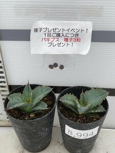 8994 「多肉植物」アガベ　ホワイトアイス 2株セット【発根・子株・agave white ice・購入でパキプス種子プレゼント】