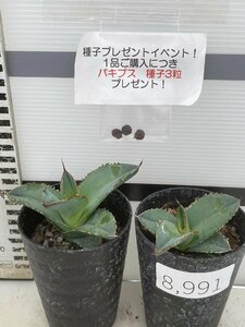 8991 「多肉植物」アガベ　ホワイトアイス 2株セット【発根・子株・agave white ice・購入でパキプス種子プレゼント】