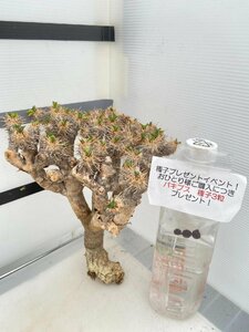 8656 「多肉植物」ユーフォルビア ギラウミニアナ 抜き苗【Euphorbia guillauminiana・地植え株・購入でパキプス種子プレゼント】