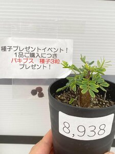 8938 「実生」センナ　メリディオナリス【種から発芽！・発根・Senna meridionalis・葉落ちします・購入でパキプス種子プレゼント】