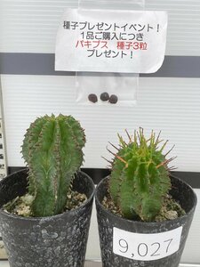 9027 「実生」ユーフォルビア メロフォルミス 2株セット【多肉植物・発根・・Euphorbia meloformis・購入でパキプス種子プレゼント】