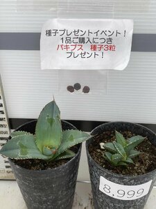 8999 「多肉植物」アガベ　ホワイトアイス 2株セット【発根・子株・agave white ice・購入でパキプス種子プレゼント】