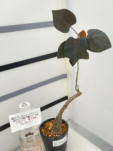8547 「塊根植物」アデニア ステイローサ　植え【発根未確認・Adenia stylosa・多肉植物・購入でパキプス種子プレゼント】
