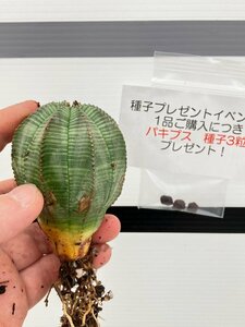 9451 「多肉植物」ユーフォルビア　オベサ　抜き苗【極上特選大株・畑地植え株・Euphorbia obesa・購入でパキプス種子プレゼント】