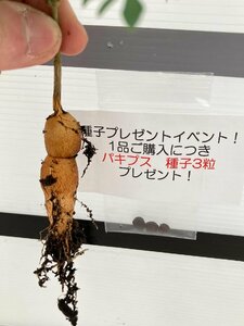 9397 「実生株」オペルクリカリア パキプス 抜き苗【種から発芽！・O.pachypus・塊根植物・葉落ちする・購入でパキプス種子プレゼント】