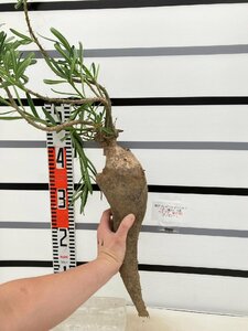 9500 「塊根植物」パキポディウム サキュレンタム大 抜き苗【畑地植え株・自社養生株・succulentum'・購入でパキプス種子プレゼント】