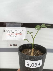 9053 「実生」キフォステンマ ラザ【発根・Cyphostemma laza・塊根植物・購入でパキプス種子プレゼント】