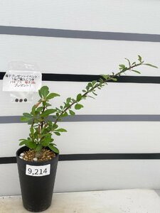 9214 「実生」フォークイエリア ファシクラータ大【発根未確認・Fouquieria fasciculata・塊根植物・購入でパキプス種子プレゼント】