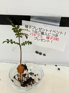 9411 「実生株」オペルクリカリア パキプス 抜き苗【種から発芽！・O.pachypus・塊根植物・葉落ちする・購入でパキプス種子プレゼント】