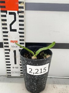 2215 「実生」ユーフォルビア　ステラータ【発根・Euphorbia stellata・飛竜・多肉植物】