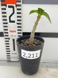 2211 「実生」パキポディウム ウィンゾリ 【発根・Pachypodium windsorii・塊根植物】