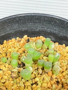 3294 「実生」リトープス 【発根・種から発芽・lithops olivacea v.olivacea namies】