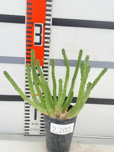 2202 「実生」ユーフォルビア イネルミス 【塊根植物・Euphorbia inermis】