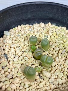 3300 「実生」リトープス 【発根・種から発芽・lithops marmorata syn.diutina】