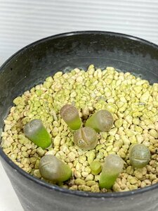 3326 「実生」リトープス 【発根・種から発芽・lithops karasmontana var.lericheana】