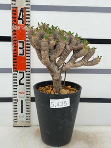 5425 「多肉植物」ユーフォルビア ギラウミニアナ大 植え【Euphorbia guillauminiana・発根未確認・発芽開始】