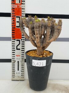 5421 「多肉植物」ユーフォルビア ギラウミニアナ 植え【Euphorbia guillauminiana・発根未確認・発芽開始】