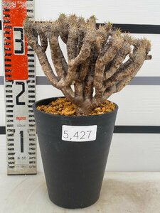 5427 「多肉植物」ユーフォルビア ギラウミニアナ大 植え【Euphorbia guillauminiana・発根未確認・発芽開始】