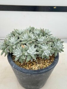 4629 「多肉植物」ダドレア グノマ 植え【発根未確認・・塊根植物・美株・Dudleya gnoma・検）グリーニー】