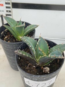 4727 「激レア高級品種」アガベ チタノタ 白鯨 2株セット【発根・多肉植物・Agave Titanota White Whale】