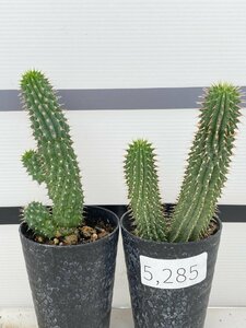5285 「実生」ユーフォルビア ポリゴナ 2株セット【発根・Euphorbia polygona・美株】