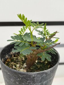 5248 「実生」センナ　メリディオナリス【種から発芽！・発根・Senna meridionalis】