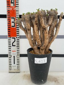 5413 「多肉植物」ユーフォルビア ギラウミニアナ 植え【Euphorbia guillauminiana・発根未確認・発芽開始】