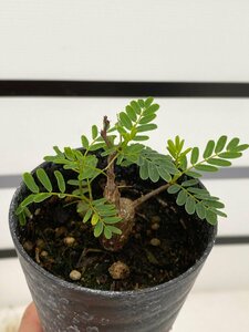 5246 「実生」センナ　メリディオナリス【種から発芽！・発根・Senna meridionalis】