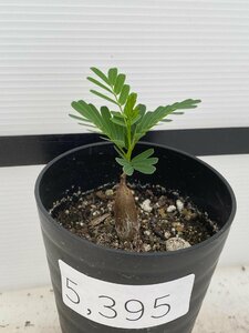 5395 「実生」センナ　メリディオナリス【種から発芽！・発根・Senna meridionalis】