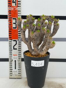 5414 「多肉植物」ユーフォルビア ギラウミニアナ 植え【Euphorbia guillauminiana・発根未確認・発芽開始】