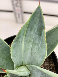 4094 「多肉植物】アガベ セルシーノヴァ 斑入り【発根・子株・Agave celsii nova】