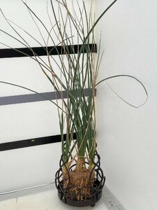 4783 「多肉植物」カリバナス フーケリー 抜き苗【実生・Calibannus hookeri・畑地植え株・自社養生株・塊根植物】